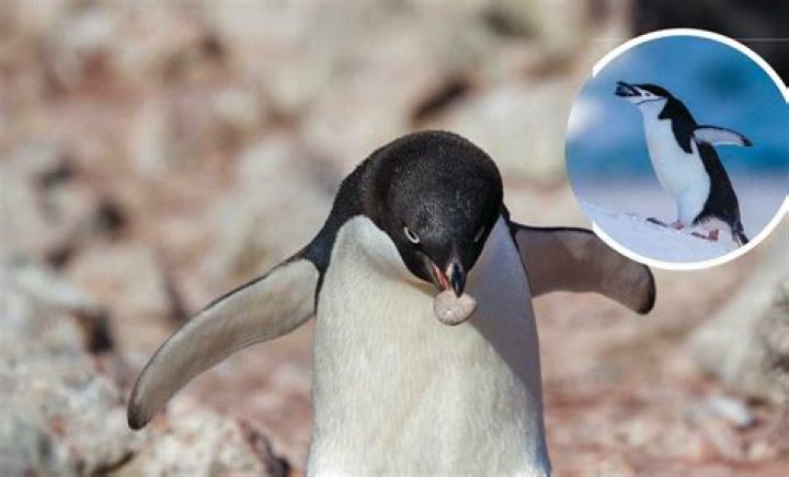 Why do penguins give stones?