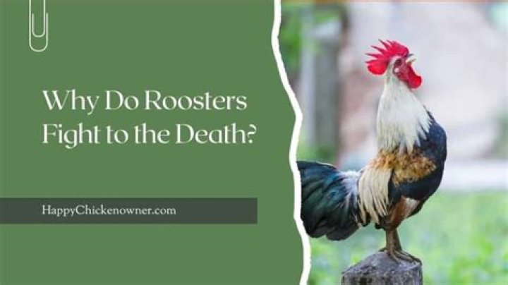 Why do roosters fight to the death?