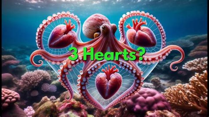 Why do squids have 3 hearts?