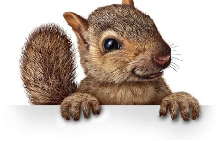 Why do squirrels wag their tails?