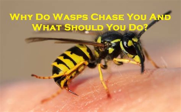 Why do wasps chase you when you run?