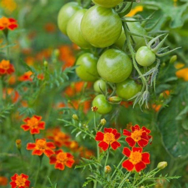 Why do you plant marigolds with tomatoes?