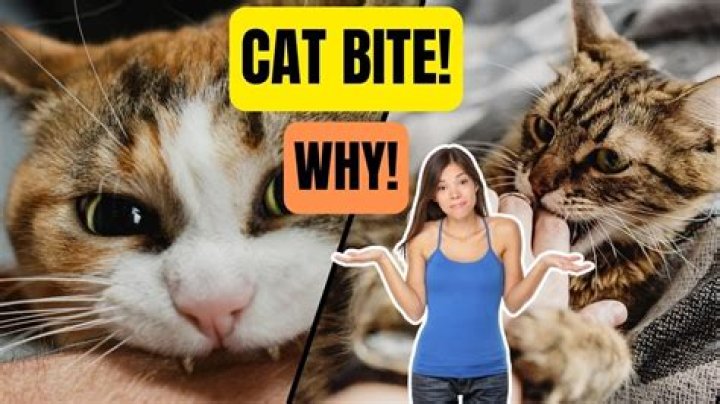 Why Does My Cat Bite Me Softly?