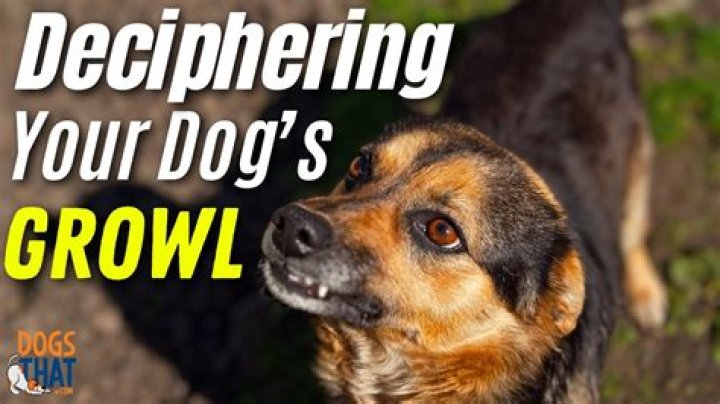 Why does my dog bark and growl at other dogs?