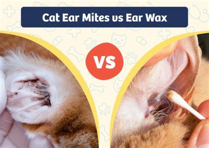 Why does my dog have ear wax?