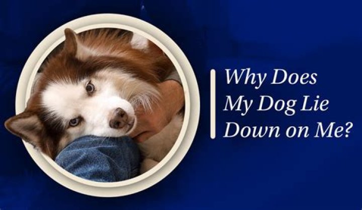 Why does my dog lay on my legs at night?