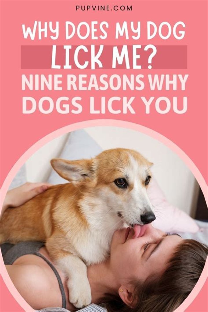 Why does my dog lick his tail?