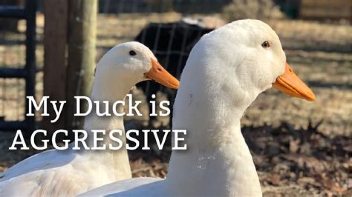 Why does my duck bite me?