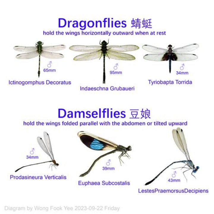 Why is a dragonfly called a witch doctor?