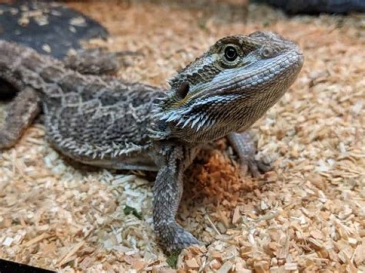 Why is my bearded dragon turning black?