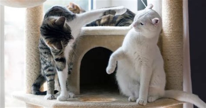 Why is my cat attacking my other cat?