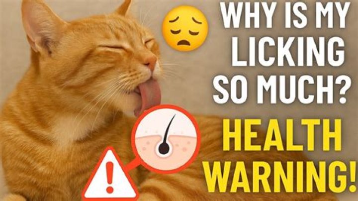 Why is my cat licking so much?
