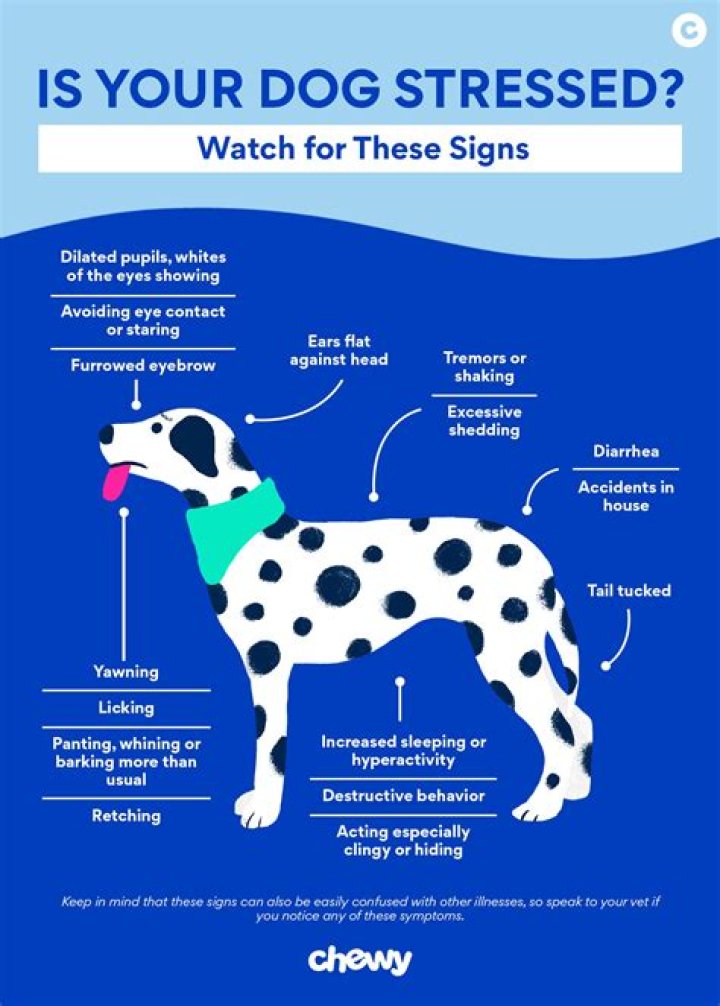 Why is my dog so protective of her kennel?