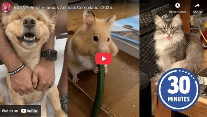 Why is my dog suddenly growling at my son?