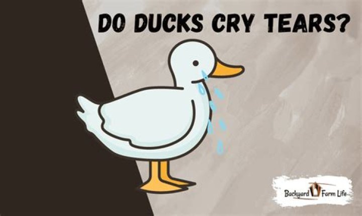 Why is my duck crying tears?