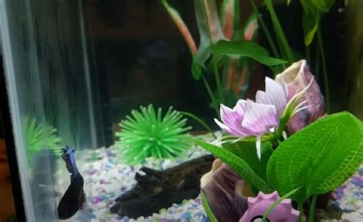 Why is my fish glass surfing?