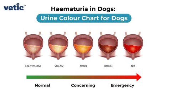 Why is my male dog attracted to my period blood?