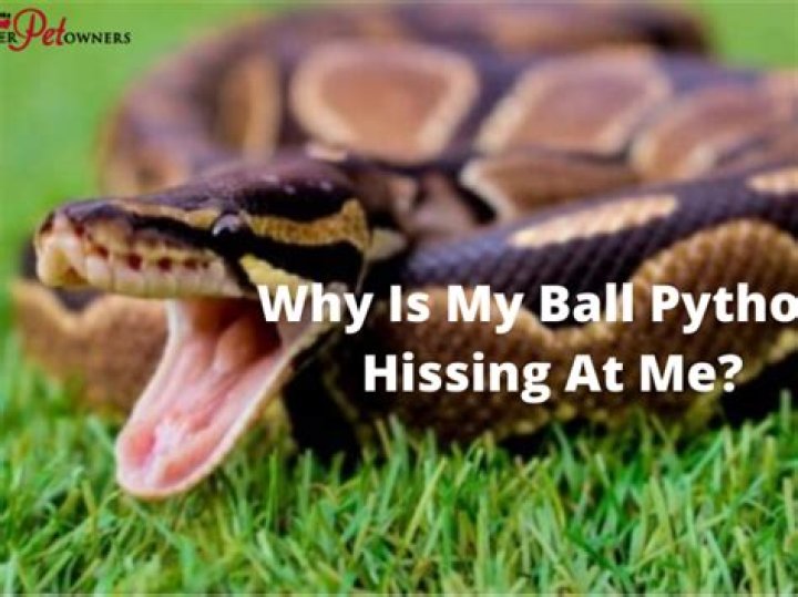 Why is my snake hissing at me?