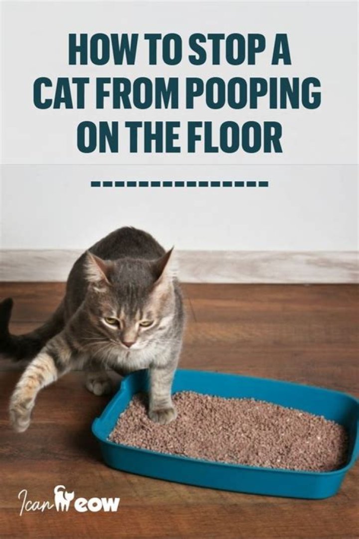 Why would a cat start pooping on the floor?