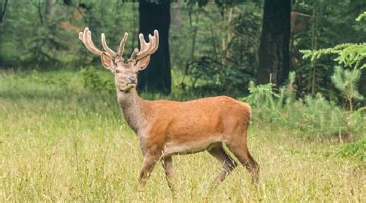 Will a deer bite you?