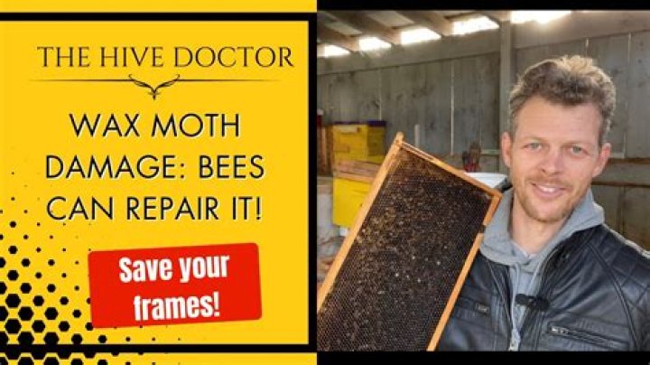 Will bees repair damaged comb?