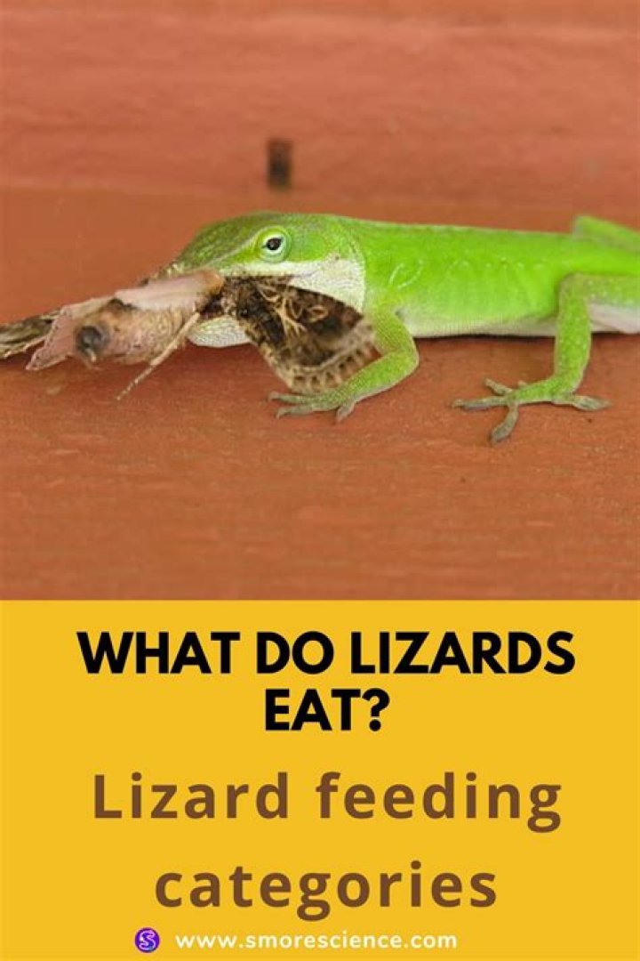 Will lizards eat each other?